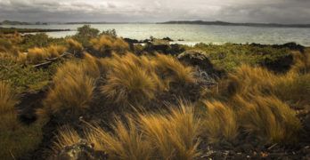 Hauraki Gulf, Australia