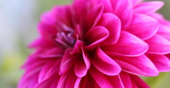 Large pink flower