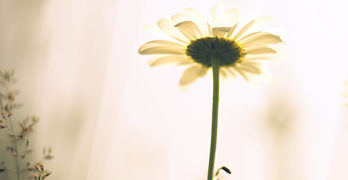 Summer Break Rejuvenate Daisy