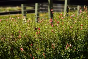 bird in tall foliage with pink flowers