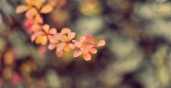 a branch of autumn leaves