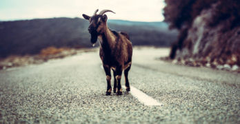 goat in the middle of the road