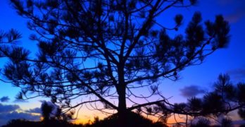 Christmas pine tree sunset