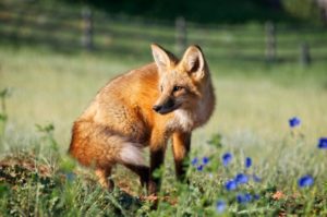 red fox Wyoming wildlife code poems