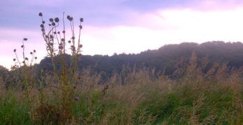 Illinois farm grassland