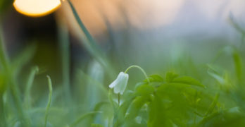 white anemone