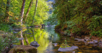 winding stream in forest