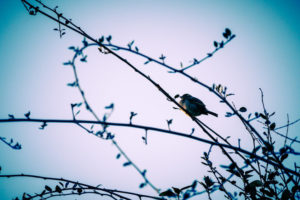 Bird in Thicket Sharon Hunter poet