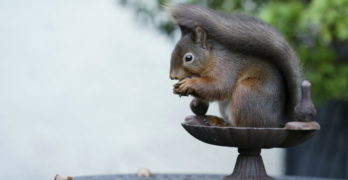 squirrel eating nuts