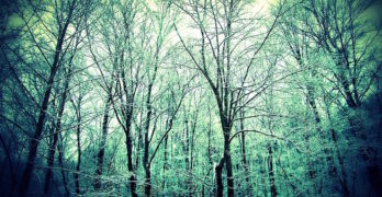 Shivering Ground Eerie Forest Science Fiction Stories