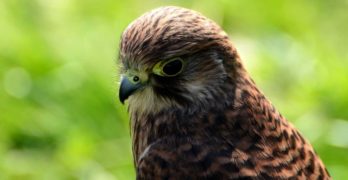 kestrel at the Hope Show