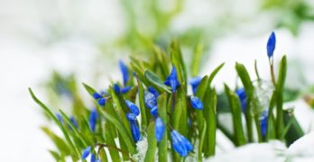 crocuses snow wintering Sylvia Plath