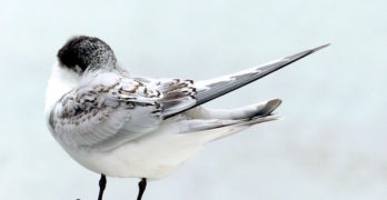 white fronted tern wintering book club