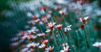 Field Flowers Justin Hamm