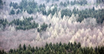 alternating green and white trees