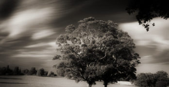 ree The Joseph Tree Isabel Chenot