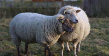 two sheep in a field