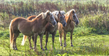 three horses in a field