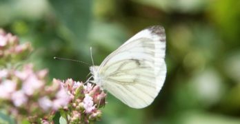 Pieris napi butterfly on pink flowers