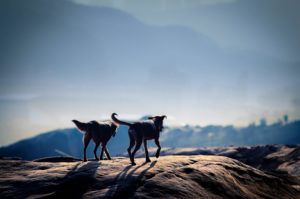 two dogs walking