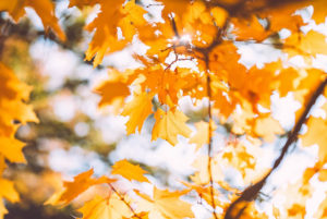 Vermont maple tree