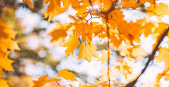 Vermont maple tree