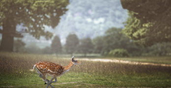 Deer running Jesse LoVasco