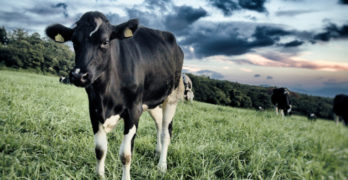 cattle in green field
