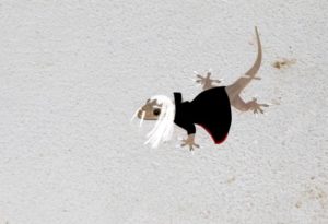 dracula lizard