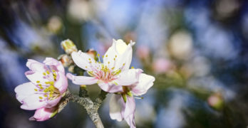 Almond Blossom Sara Eddy