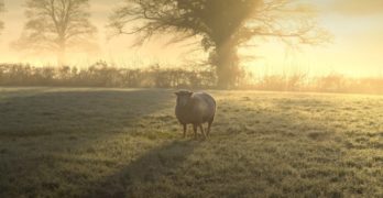 sheep sunrise misty morning
