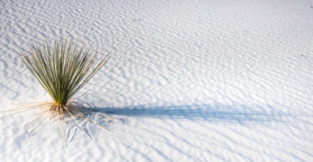 Desert Yahia Lababidi