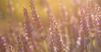 summer lavender bees
