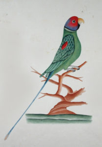 drawing of a colorful parakeet his body is green with a red face and blue-lined tale