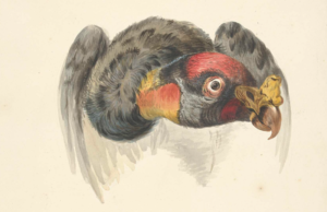 drawing of a condor with a black body and red head, its beak is very curved