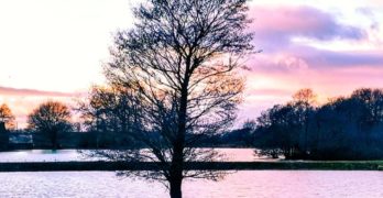 Tree in Lake Crawford bio of Eliot