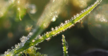 Charlotte's Web miracle grass sparkles