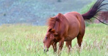 horse in field Queen Elizabeth