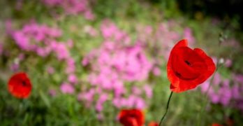 Red and Pink Flowers Dickinson Van Cleave