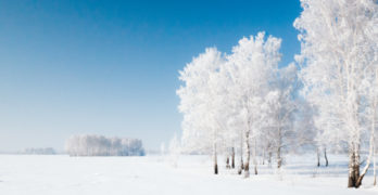winter morning new snow white trees