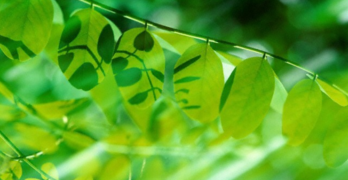 Green Leaves in Light