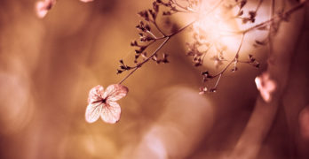 Monocrhome flowering tree Civil War poets McClatchy