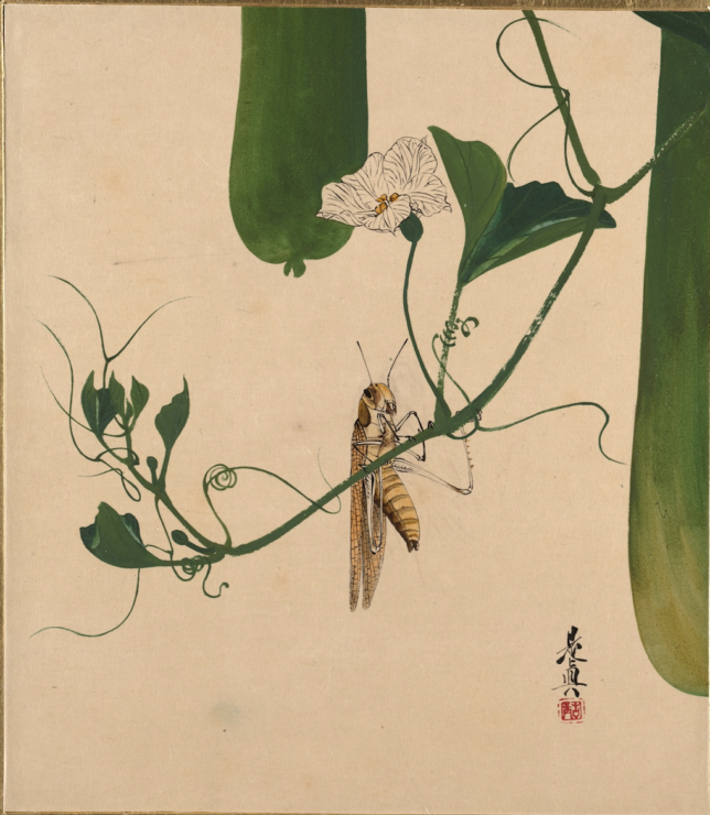 grasshopper on a vine