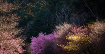Flowering trees Clint Bruce Afro Creole Poetry