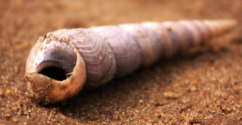 Shell on beach Laura Mullen