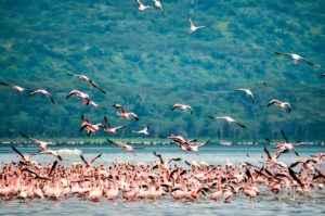 flamingos flying kenya