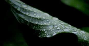 droplets on green leaf