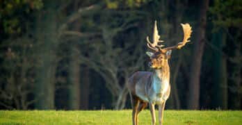 Elk Whittier poetry