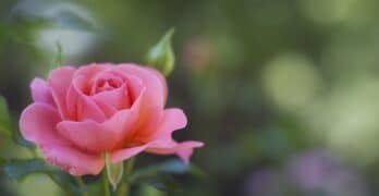 Rose Edith Wharton poetry
