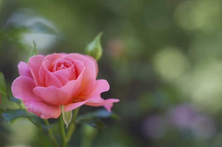 Rose Edith Wharton poetry